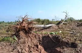 deforestacion-denuncian-a-fiscal-por-mal-desempeno-de-funciones-123426000000-1090612.jpg