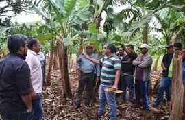 productores-de-banana-de-guayaybi-dpto-de-san-pedro-estan-siendo-capacitados-por-un-experto-ecuatoriano-el-ingeniero-agronomo-marcos-oviedo-para-210235000000-1764875.jpg