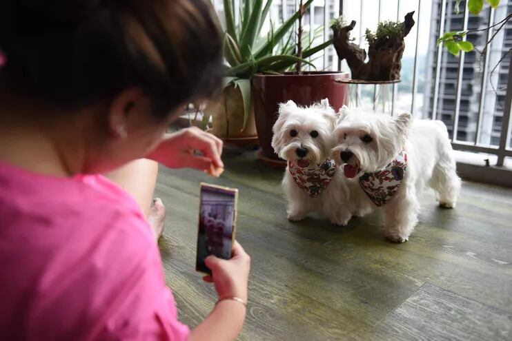 Carrie Er usa un teléfono móvil para filmar a sus mascotas, los terriers blancos Sasha y Piper en su casa en Singapur, que se encuentran entre un número creciente de personas influyentes de mascotas en las redes sociales.