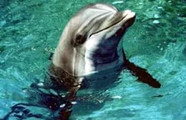las-imagenes-de-la-mordida-del-delfin-a-la-nina-circulan-por-la-web-a-traves-de-un-video-foto-ecologiaverde-com-205503000000-490163.jpg