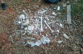 Restos óseos que fueron encontrados frente a un patio baldío en Villa Elisa.