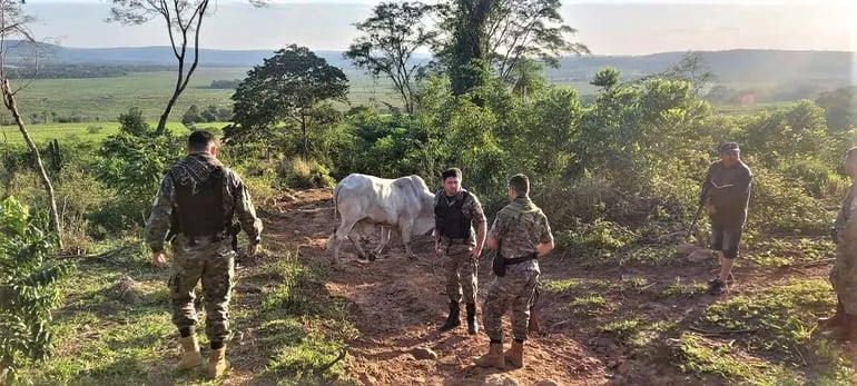 Brigada Antiabigeato recuperan un animal vacuno en Mbuyapey