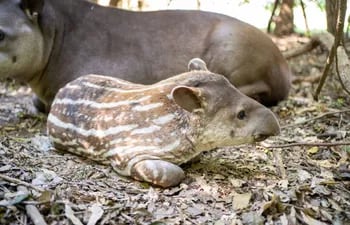 La reproducción de tapir exitosa se dio en Atinguy.