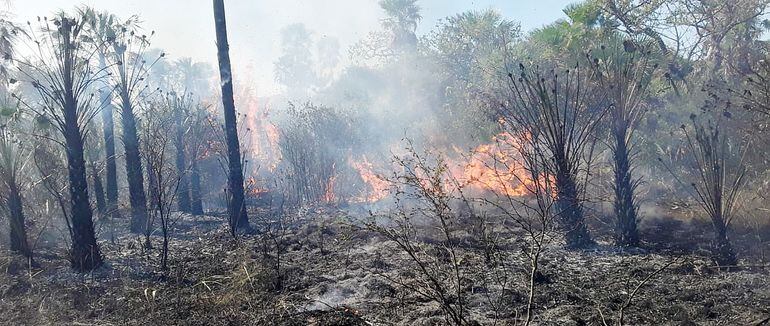 La  sequía que se vive en el Chaco favorece  los incendios provocados  intencionalmente por cazadores o por  productores.