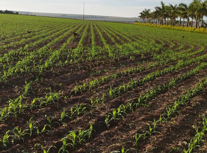 Emerge el maíz zafriña 2023 en una parcela con buenas perspectivas de producción. Foto gentileza de UGP.