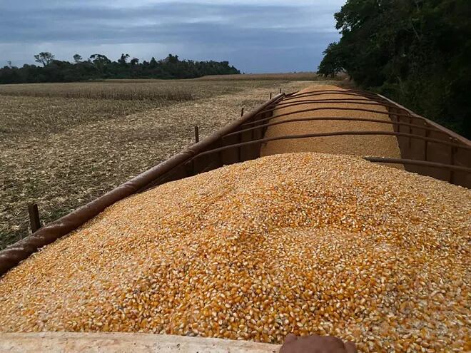 Cosecha de maíz zafriña 2022, hasta ahora el mejor año del cereal nativo, la superzafra.