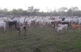 La ganadería, principal actividad económica del Alto Paraguay, se benefició con la llegada de lluvias a la zona.