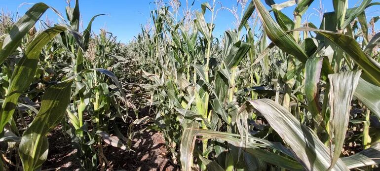 Heladas afectaron a cultivos de maíz en Itapúa.
