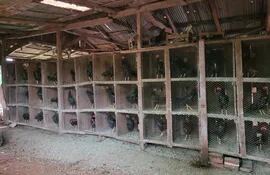 La comitiva fiscal-policial encontró 45 gallos de riña en cautiverio durante el allanamiento en Iruño, Alto Paraná.