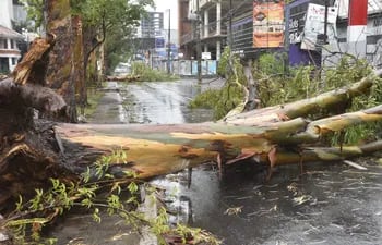Los árboles no resistieron el paso de la tormenta con 100 km/h, situación que imposibilita el tránsito en algunas calles de Asunción.