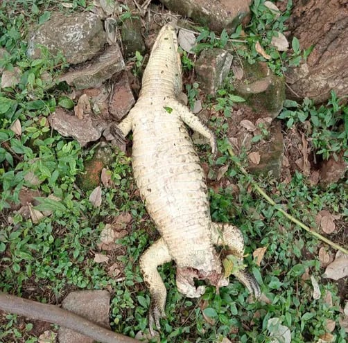 El yacaré muerto fue encontrado ayer por caminantes del Lago de la República.