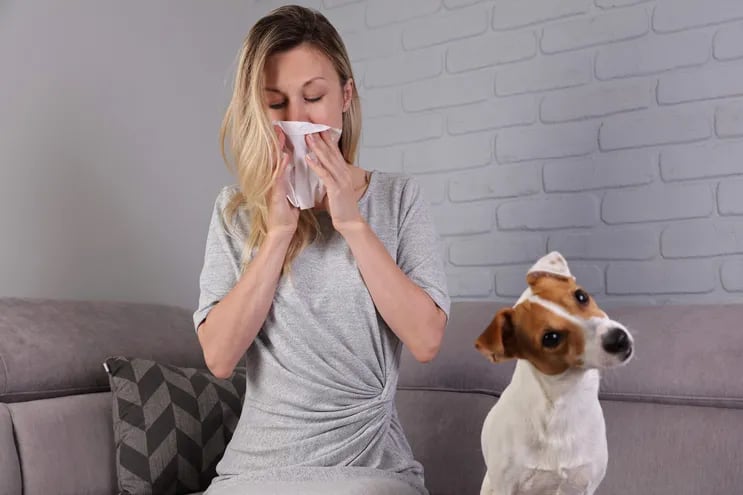 Los signos de la alergia a alguna mascota son similares a una rinitis alérgica (fiebre del heno), como estornudar y moquear.