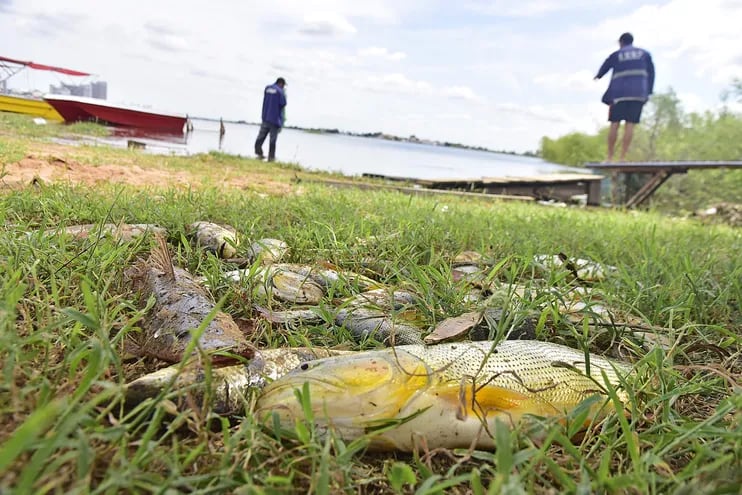 Peces de diferentes variedades y tamaños yacen muertos en la playa de la bahía de Asunción.
