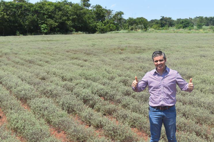 Desde el sector privado, en base buenos resultados buscan expandir el cultivo de orégano