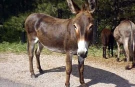 gracias-a-fondos-de-una-ong-la-comunidad-pudo-comprar-15-burros-por-unos-400-euros-cada-uno-ehui-com--194525000000-622858.jpg