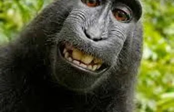 macaco-naruto-selfie-83702000000-1627790.jpg