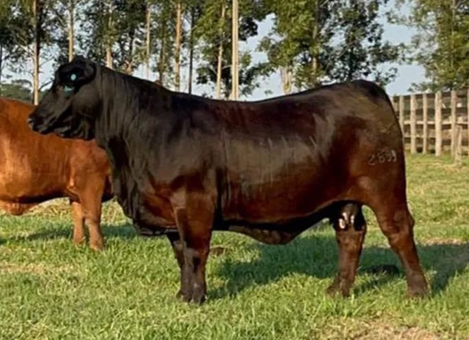 Esta es la vaca Brangus que se vendió en 214 millones de guaraníes y fue adquirida por al Agroganadera Concepción.
