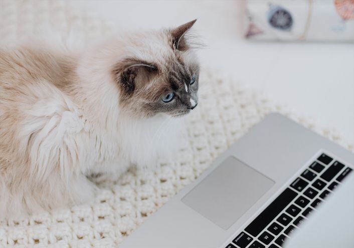 Un gato delante de un ordenador portátil.