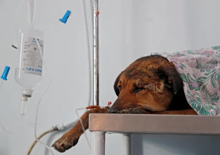 Un perro callejero herido recibe tratamiento tras ser esterilizado en la Agencia de Vigilancia de Animales, en Tiflis (Georgia). Desde la guerra civil en Georgia los perros callejeros que vagan por las calles de la capital han sufrido todo tipo de maltratos.