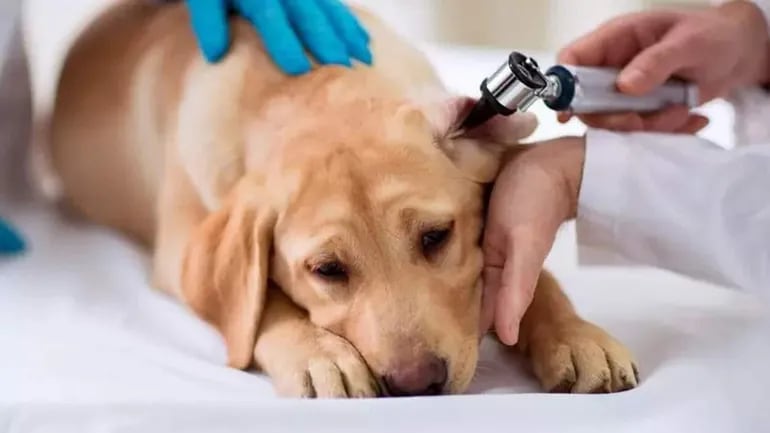 El “cerumen” en realidad protege el oído de los caninos, pero en presencia de un patógeno se produce una mayor cantidad, taponando el canal auditivo. Esta enfermedad común en ciertas razas es llamada otitis.