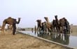 Saudíes ya pueden asegurar sus camellos gracias a un nuevo sistema de pólizas. (ilustración)