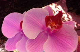Un investigador de la UNA logró clonar en el laboratorio los plantines de una orquídea autóctona.