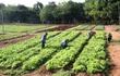 El Senave estableció el registro para implementadores de buenas prácticas agrícolas.