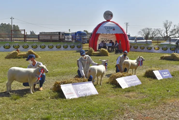 Momento de la premiación de los mejores ejemplares de ovinos de la raza Texel en la Expo Nacional de Ovinos en Mbocayaty del Guairá.