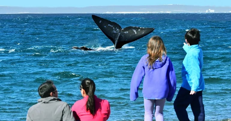 Con la inauguración de un mirador temático en forma de cola de ballena sobre la costa atlántica, Uruguay lanzó una nueva temporada de avistamiento de este cetáceo en el departamento (provincia) de Rocha, en el sureste del país.