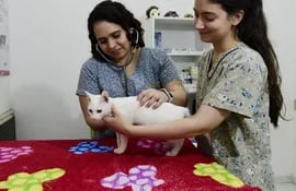 Las veterinarias Tania Bendlin y Ximena Céspedes inspeccionan a un gato en una clínica especializada en felinos.