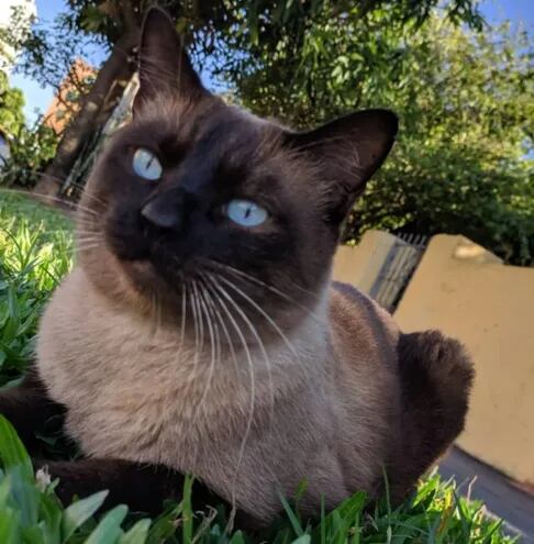 Bruno, gato siamés perdido en el barrio Ykua Sati de Asunción