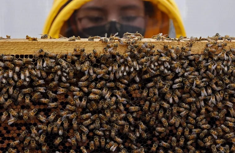 Una fórmula que protege el cerebro de las abejas y otros polinizadores frente a la exposición a insecticidas fue patentada por investigadores de la Universidad del Rosario, anunció la institución colombiana este martes.