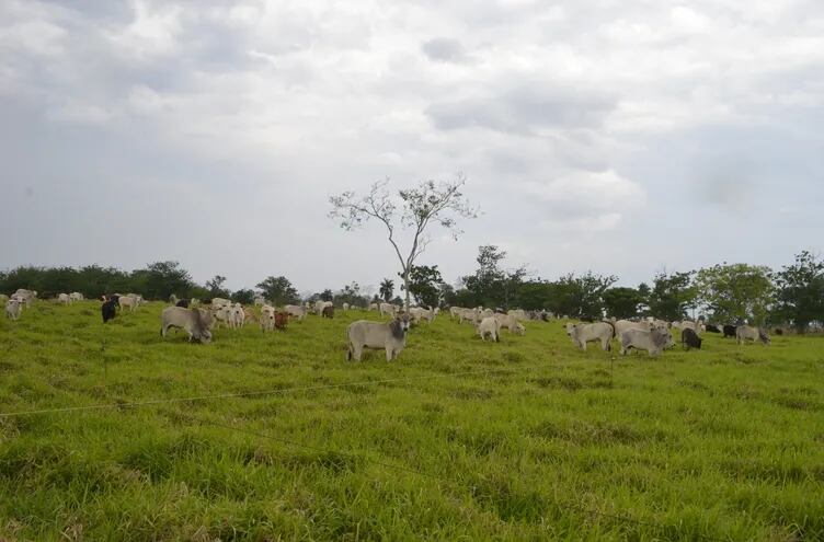 Manejar la carga animal, el momento de movimiento, el tipo de pasto, el tipo de suelo y todo el equilibro que esto trae detrás será fundamental para el éxito del trabajo.