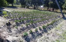 Heladas causa daños irreparables a cultivos en Tacuaras