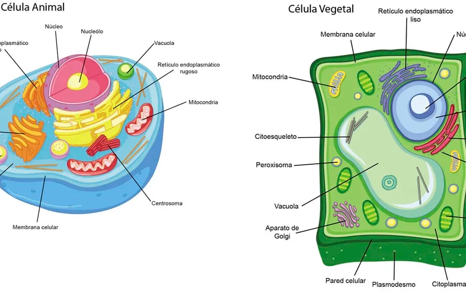 Celula animal y vegetal: carácterísticas, funciones y diferencias - Escolar  - ABC Color