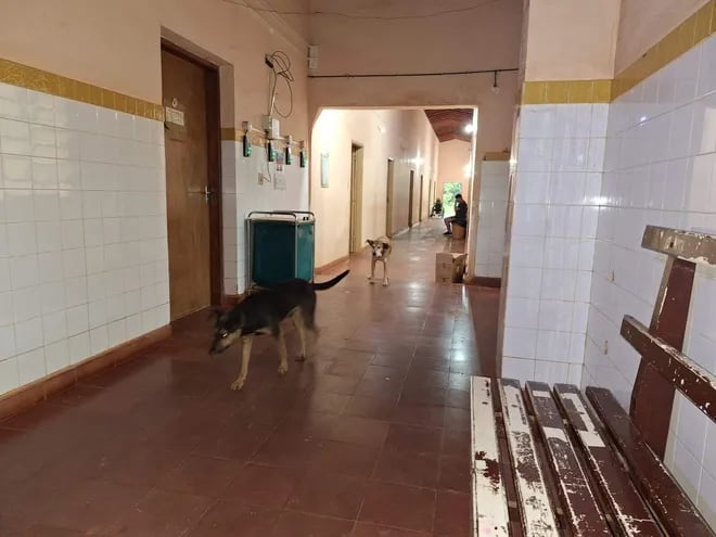 Perros deambulan en los pasillos del Hospital Distrital de San Juan Nepomuceno.