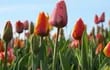 tulipanes-jardines-europa-73649000000-1704755.jpeg