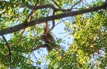 Mono causa pánico en barrio de San Antonio.