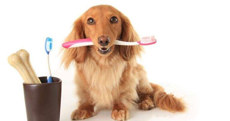 Existen varios métodos de cuidado bucal para las mascotas: gel dental, enjuague bucal, palitos masticables, cepillos, inclusive pasta dental con saborizantes.