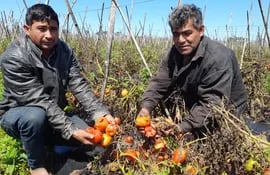 Los tomateros, AdIlio Brítez (izquierda) y Jorge Mendoza (derecha), muestran los tomates podridos en sus fincas.