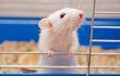 rata hamster ratón de laboratorio