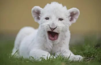 leon-blanco-175441000000-1474344.JPG