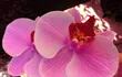 Un investigador de la UNA logró clonar en el laboratorio los plantines de una orquídea autóctona.