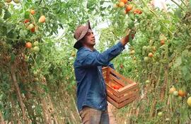 La producción de tomate es uno de los rubros más exigentes en tecnología e inversión y también más sensibles a  la plaga del contrabando.