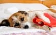 El dolor de estómago en perros puede ocurrir por comer en exceso o por causas más graves, inclusive condiciones potencialmente mortales.