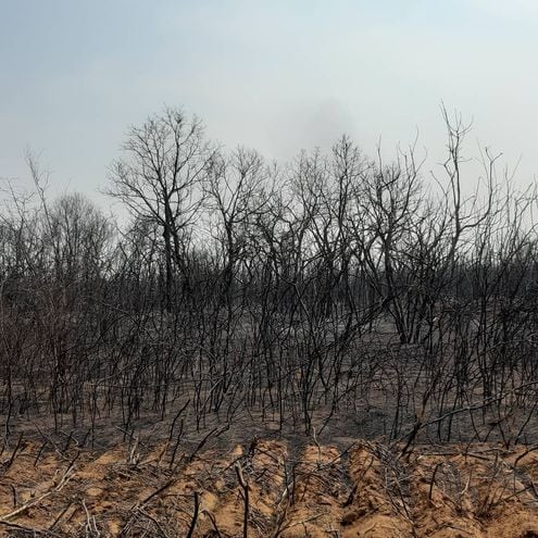 Situación del Chaco paraguayo por incendios forestales.