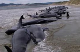 delfines-muertos-63331000000-392420.jpg