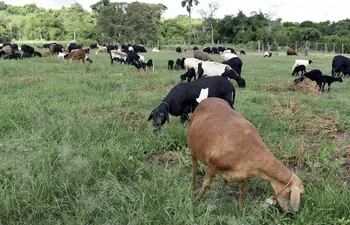 Los productores ovinos y caprinos ya pueden inscribirse para el Registro Nacional en cualquier unidad zonal del Senacsa.