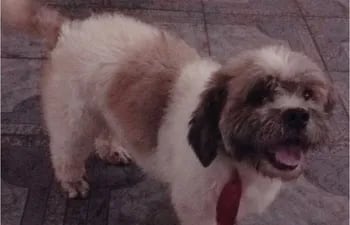 Este es Cicerón, el perro que se perdió en noviembre del año pasado en el barrio San Vicente y aún es buscado.