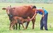 Es fundamental realizar las vacunaciones en tiempo y forma a las vacas para evitar abortos.